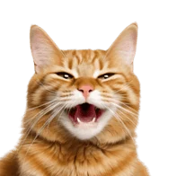 Orange tabby cat